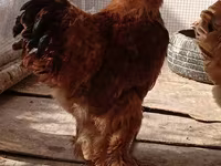 Brahma — photo 4