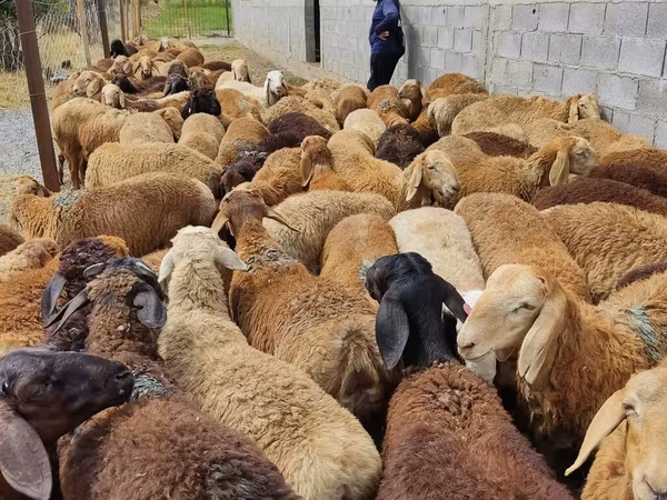 الأغنام