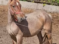 Hengst, Hungarian horse breed — Foto 1