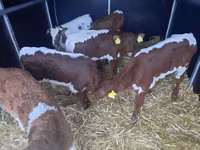 Býk, Simmental cattle — foto 2