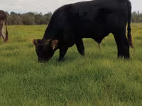 公牛, Aberdeen-Angus — 照片 2