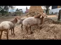 公羊, Rhon sheep — 照片 2