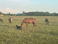 Kuda betina, Horse breed — foto 1