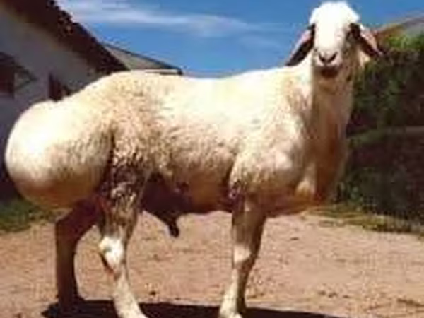 Ovan, Овце