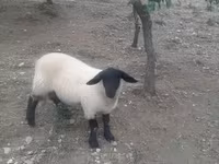 Widder, White Suffolk sheep — Foto 7