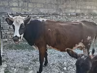 Koe, Simmental cattle — foto 1