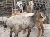 Kambing jantan, Rhon sheep — foto 4