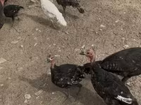 Turkeys — foto 5