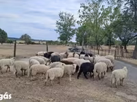 Montone, Racka sheep — foto 2