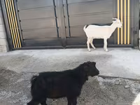 Kambing jantan, Goats — foto 1