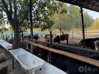 Bovini (lotto, sesso non specificato), Simmental cattle — foto 3