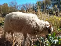Wad, Racka sheep — sawirka 6
