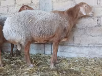 Ovca, Arashan sheep — fotografija 6
