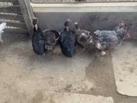 Chickens — ፎቶ 3
