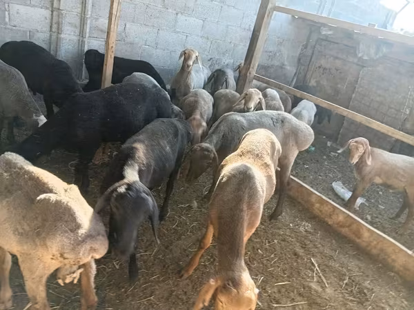 Kambing jantan, Sheep