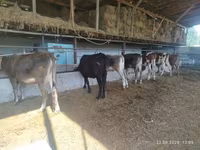 گاو و گوساله (گروه، جنسیت مشخص نشده), Swiss cattle — عکس 4