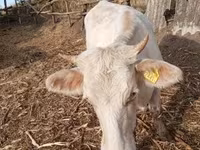 Үнээ, Charolais cattle — 1 зураг