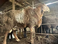 Sheep (batch, sex not specified), Arashan sheep — photo 2