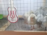 Leghorn — fotografija 3