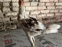 Chickens — عکس 1