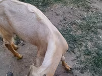 बकरा, Nubian Goat — फ़ोटो 1