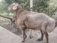 Πρόβατα (παρτίδα, φύλο μη καθορισμένο), Arashan sheep — φωτογραφία 4
