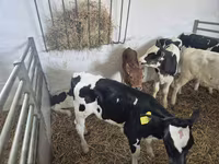 Toro, Russian Black pied cattle — foto 6