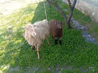 Kambing jantan, Sheep — foto 3
