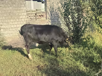 گاو ماده, گاو — عکس 4