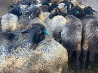 Бұқа, Russian Black pied cattle — 3-сурет