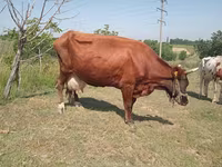 Kuh, Latvian Blue cattle — Foto 2