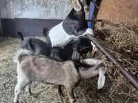 بز نر, Nubian Goat — عکس 3
