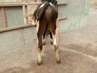 Toro, Razza Holstein — foto 3