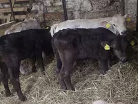 Býk, Simmental cattle — foto 5