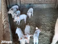 Scrofa, Дюрок — foto 2