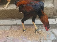 Ձի, Ձիեր — լուսանկար 3