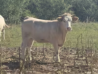 Kuh, Charolais cattle — Foto 2