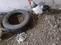Chickens — φωτογραφία 1