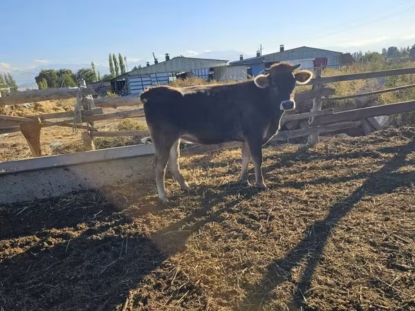 Krava, Swiss cattle