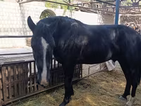 ፈረስ, Friesian sport horse — ፎቶ 4