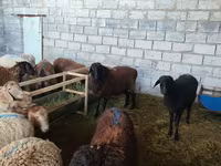 میش, گوسفند — عکس 8