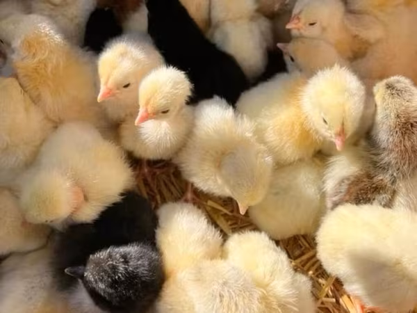 Chickens — Kyrgyzstan