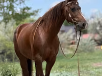 母马, Quarter Horse — 照片 2