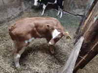 วัวตัวผู้, Simmental cattle — รูปภาพ 3