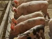 Babi betina, Pigs — foto 1