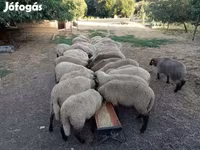 میش, Tsigai sheep — عکس 3