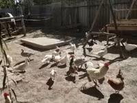 Chickens — عکس 2