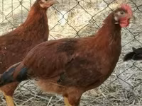 Chickens — foto 6