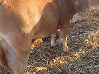 Toro, Simmental cattle — foto 1