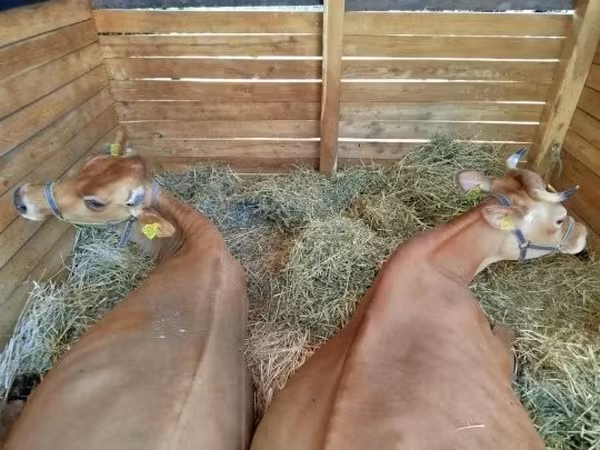 Cow, Jersey breed — Hungary